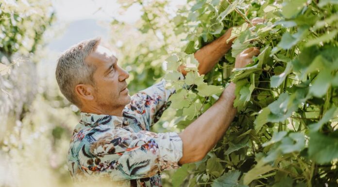 Reportage tra Vignaioli e Cantine del Burgraviato