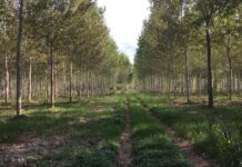 “Cereali e dintorni”. Speciale EUDR tassa europea sulla deforestazione: