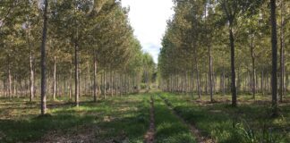 “Cereali e dintorni”. Speciale EUDR tassa europea sulla deforestazione: