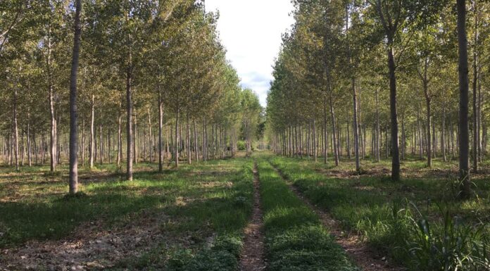 “Cereali e dintorni”. Speciale EUDR tassa europea sulla deforestazione:
