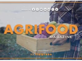 TG News Italpress – AGRIFOOD del 18 settembre – Spreco alimentare: il 50% del cibo finisce nella spazzatura … e molto altro – (Video)