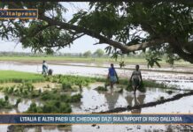 TG News Italpress – AGRIFOOD del 25 settembre – 6 Paesi europei chiedono dazi sull’import di riso dall’Asia … e molto altro – (Video)
