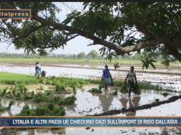 TG News Italpress – AGRIFOOD del 25 settembre – 6 Paesi europei chiedono dazi sull’import di riso dall’Asia … e molto altro – (Video)