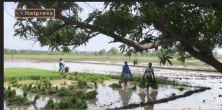 TG News Italpress – AGRIFOOD del 25 settembre – 6 Paesi europei chiedono dazi sull’import di riso dall’Asia … e molto altro – (Video)