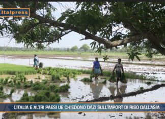 TG News Italpress – AGRIFOOD del 25 settembre – 6 Paesi europei chiedono dazi sull’import di riso dall’Asia … e molto altro – (Video)