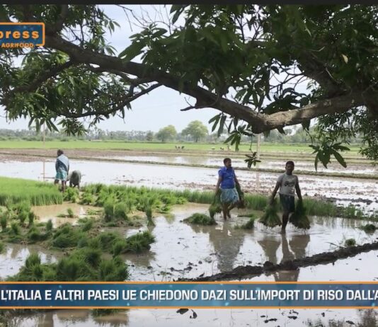 TG News Italpress – AGRIFOOD del 25 settembre – 6 Paesi europei chiedono dazi sull’import di riso dall’Asia … e molto altro – (Video)