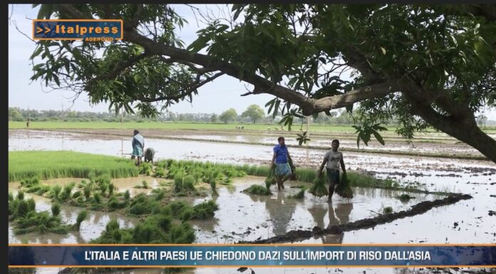 TG News Italpress – AGRIFOOD del 25 settembre – 6 Paesi europei chiedono dazi sull’import di riso dall’Asia … e molto altro – (Video)