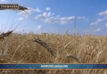 TG AGRIFOOD del 16 ottobre –  Export agroalimentare italiano verso quota 70 miliardi … – (Video)