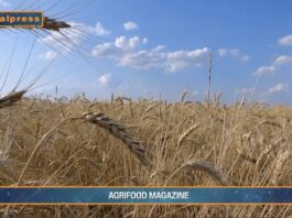 TG AGRIFOOD del 16 ottobre – Export agroalimentare italiano verso quota 70 miliardi … – (Video)