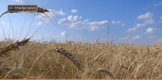 TG AGRIFOOD del 16 ottobre – Export agroalimentare italiano verso quota 70 miliardi … – (Video)