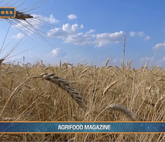 TG AGRIFOOD del 16 ottobre – Export agroalimentare italiano verso quota 70 miliardi … – (Video)