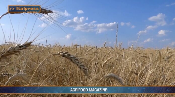 TG AGRIFOOD del 16 ottobre –  Export agroalimentare italiano verso quota 70 miliardi … – (Video)