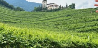 Cantine Oberstein Joachim Wolf
