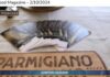 TG News Italpress – AGRIFOOD del 2 ottobre –  G7 Agricoltura, da Parmigiano Reggiano un documento contro il protezionismo … e molto altro – (Video)