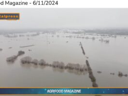 TG AGRIFOOD del 6 novembre – Dall’Europa un miliardo per i danni da maltempo in agricoltura … – (Video)