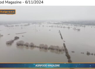 TG AGRIFOOD del 6 novembre – Dall’Europa un miliardo per i danni da maltempo in agricoltura … – (Video)