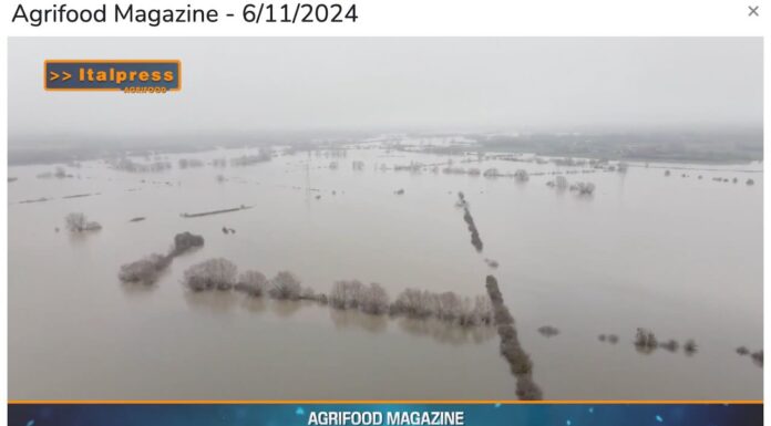 TG AGRIFOOD del 6 novembre – Dall’Europa un miliardo per i danni da maltempo in agricoltura … – (Video)