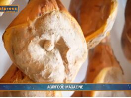 TG AGRIFOOD del 20 novembre – Il Canada riapre ai prosciutti crudi italiani – (Video)