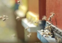 TG AMBIENTE del 27 ottobre – Allarme WWF, l’intero sistema naturale è in pericolo … – (Video)