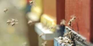 TG AMBIENTE del 27 ottobre – Allarme WWF, l’intero sistema naturale è in pericolo … – (Video)