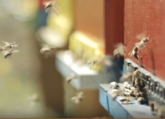 TG AMBIENTE del 27 ottobre – Allarme WWF, l’intero sistema naturale è in pericolo … – (Video)