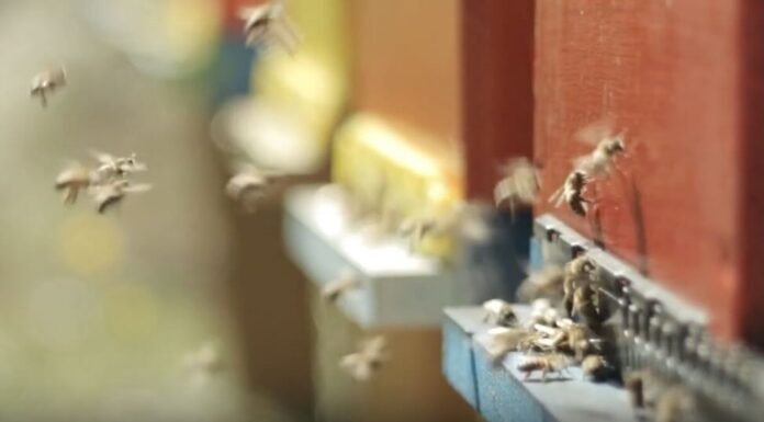 TG AMBIENTE del 27 ottobre – Allarme WWF, l’intero sistema naturale è in pericolo … – (Video)