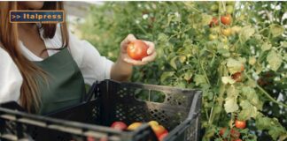 TG AGRIFOOD del 30 ottobre – Il settore agricolo dona il 34% delle eccedenze prodotte … – (Video)