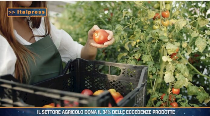 TG AGRIFOOD del 30 ottobre –  Il settore agricolo dona il 34% delle eccedenze prodotte … – (Video)