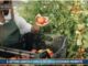 TG AGRIFOOD del 30 ottobre – Il settore agricolo dona il 34% delle eccedenze prodotte … – (Video)