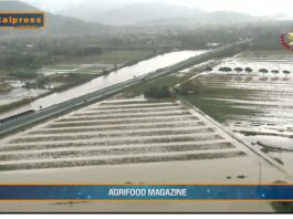 TG AGRIFOOD del 18 dicembre. Dall’Ue 167 milioni di euro di aiuti per le imprese colpite dalle alluvioni- (Video)