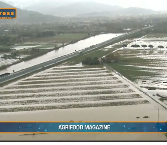 TG AGRIFOOD del 18 dicembre. Dall’Ue 167 milioni di euro di aiuti per le imprese colpite dalle alluvioni- (Video)