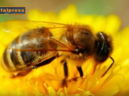 TG AGRIFOOD del 25 dicembre – Apicoltura, in arrivo aiuti per 10 milioni di euro (Video)