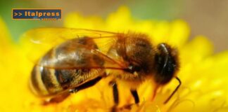 TG AGRIFOOD del 25 dicembre – Apicoltura, in arrivo aiuti per 10 milioni di euro  (Video)