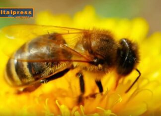 TG AGRIFOOD del 25 dicembre – Apicoltura, in arrivo aiuti per 10 milioni di euro (Video)