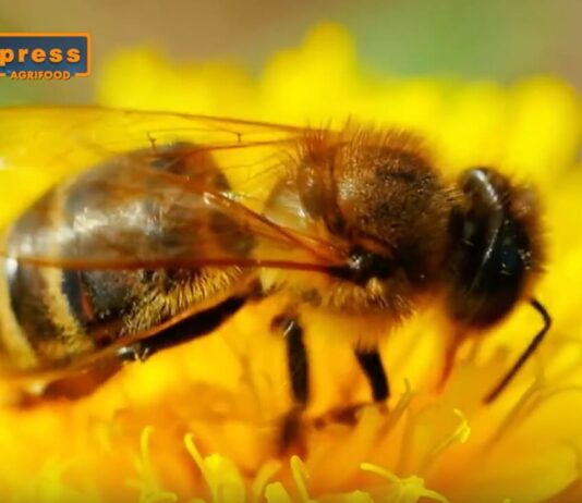 TG AGRIFOOD del 25 dicembre – Apicoltura, in arrivo aiuti per 10 milioni di euro (Video)