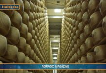 TG AGRIFOOD del 4 dicembre – Agromafie, irregolare il 30% del lavoro in agricoltura (Video)