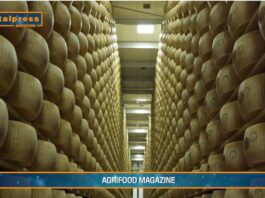 TG AGRIFOOD del 4 dicembre – Agromafie, irregolare il 30% del lavoro in agricoltura (Video)
