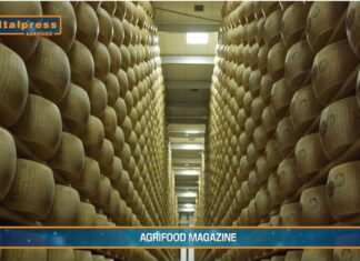 TG AGRIFOOD del 4 dicembre – Agromafie, irregolare il 30% del lavoro in agricoltura (Video)