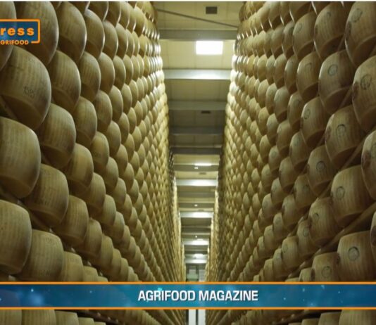 TG AGRIFOOD del 4 dicembre – Agromafie, irregolare il 30% del lavoro in agricoltura (Video)