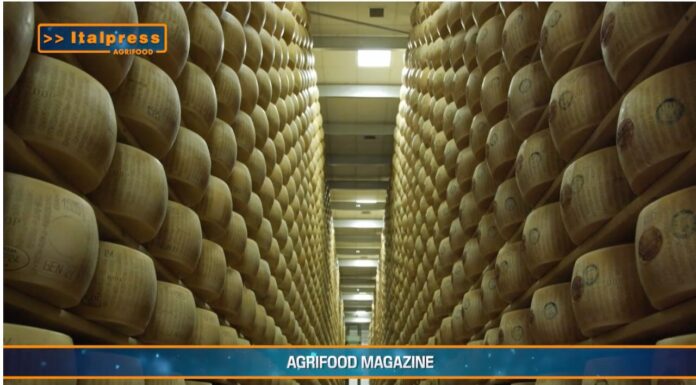 TG AGRIFOOD del 4 dicembre – Agromafie, irregolare il 30% del lavoro in agricoltura (Video)