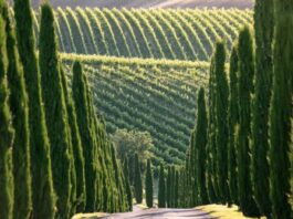 Il Magazine UK Decanter ha chiuso il 2024 nominando i “Wines of the Year 2024: Italy”