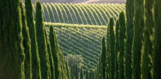 Il Magazine UK Decanter ha chiuso il 2024 nominando i “Wines of the Year 2024: Italy”