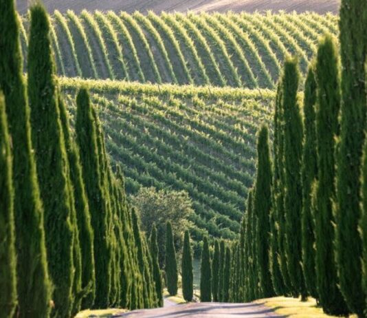 Il Magazine UK Decanter ha chiuso il 2024 nominando i “Wines of the Year 2024: Italy”