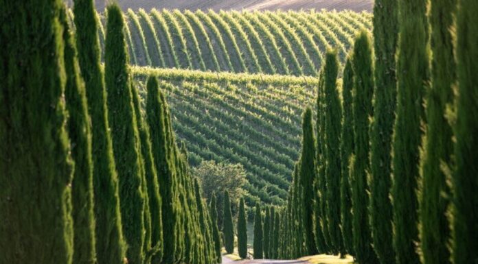 Il Magazine UK Decanter ha chiuso il 2024 nominando i “Wines of the Year 2024: Italy”