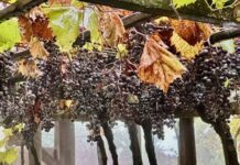 Schnalshuberhof – Christian Pinggera