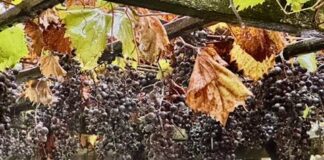 Schnalshuberhof – Christian Pinggera