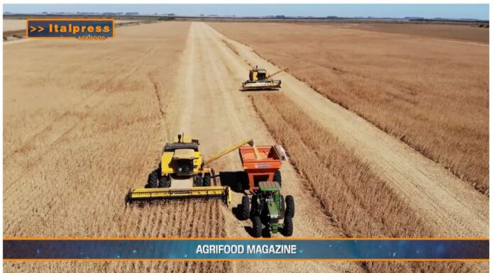 TG AGRIFOOD del 1 gennaio 2025 – Dalla Banca Europea 3 miliardi per agricoltori e bioeconomia (Video)