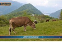 TG AGRIFOOD del 22 gennaio 2025 – Sigep punto di riferimento per il food service internazionale.  (Video)