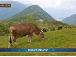 TG AGRIFOOD del 22 gennaio 2025 – Sigep punto di riferimento per il food service internazionale. (Video)