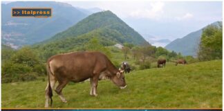 TG AGRIFOOD del 22 gennaio 2025 – Sigep punto di riferimento per il food service internazionale.  (Video)